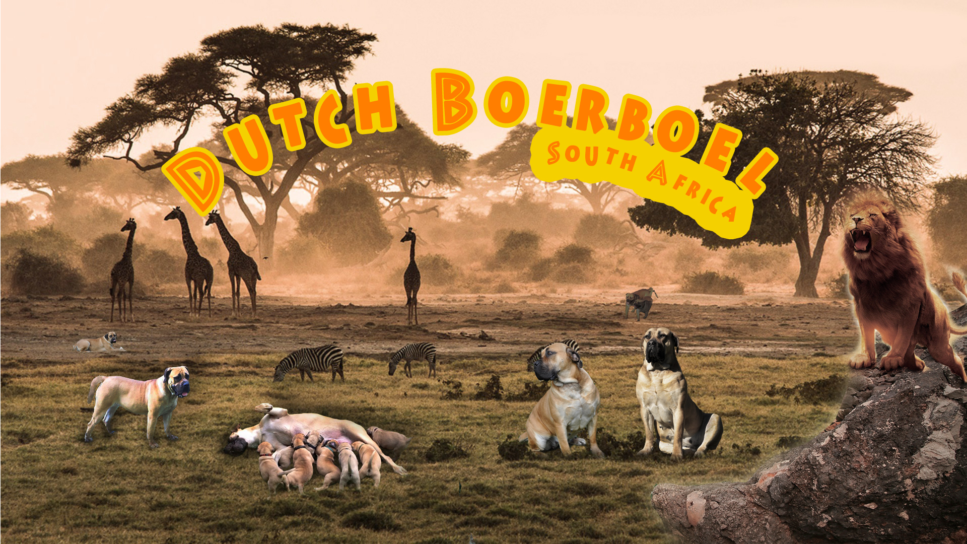 dutchboerboel1